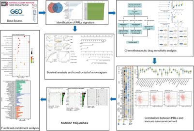 Pyroptosis-related lncRNAs: A novel prognosis signature of colorectal cancer